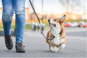 Dog Walking Tips 1