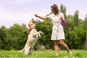 Dog Walking Tips 2