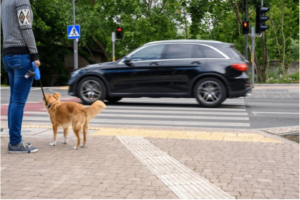 Dog Walking Tips 6