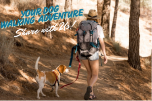 Your dog walking adventure