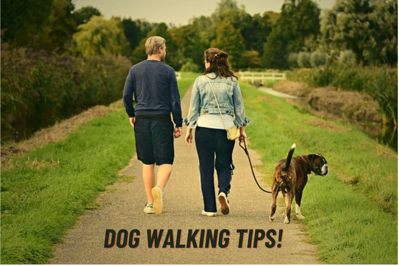 Dog Walking Tips