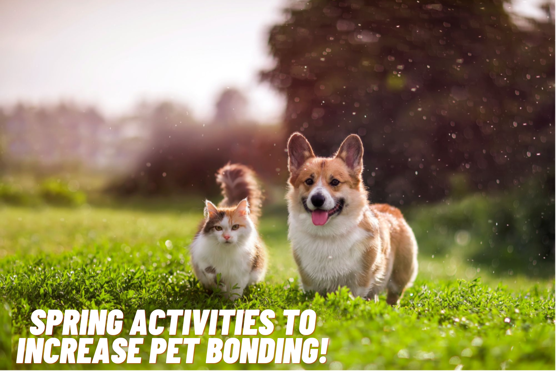 Spring activities to increase pet bonding