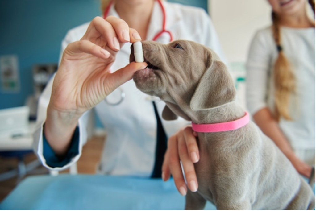 Importance of Doggy Dental Care! (1)