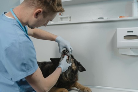 Importance of Doggy Dental Care! (5)