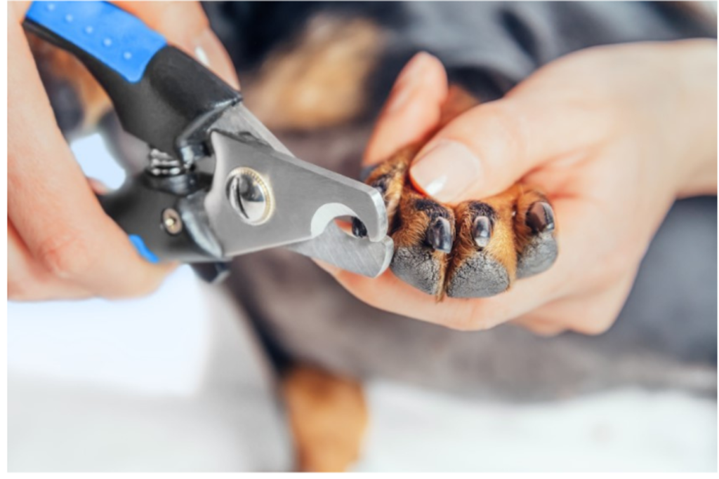 Importance of Pet Nail Trimming