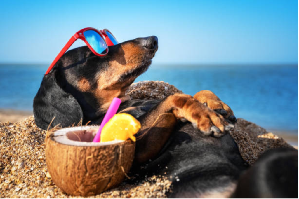 Pet-Friendly Spring Break Destinations
