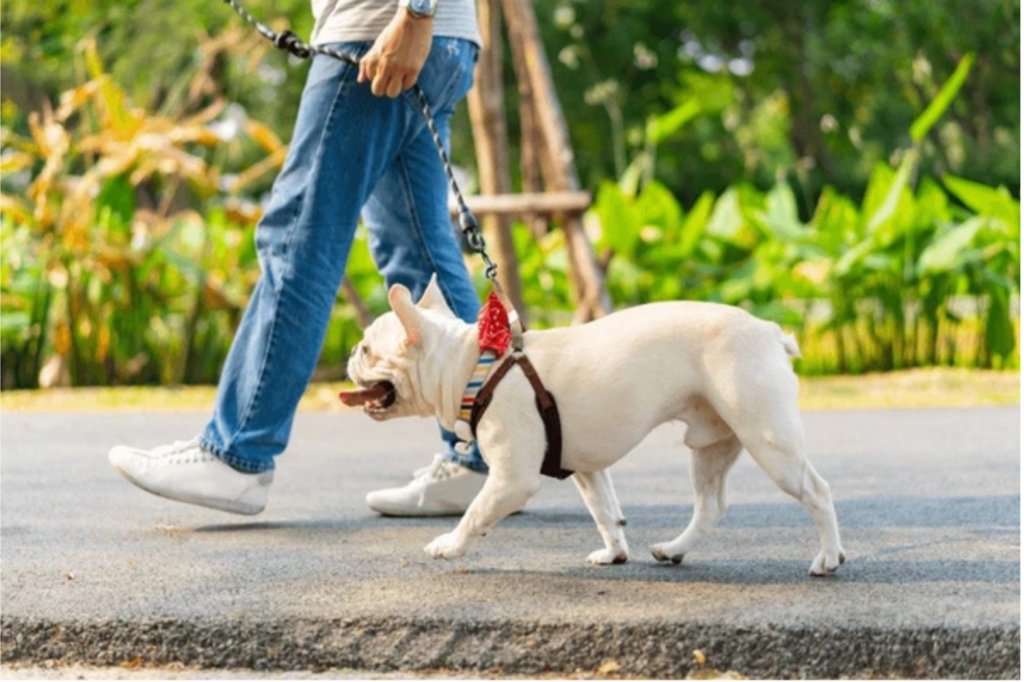 Connect with Local Pet Communities