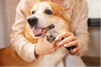 Stress-Free Nail Trimming Session