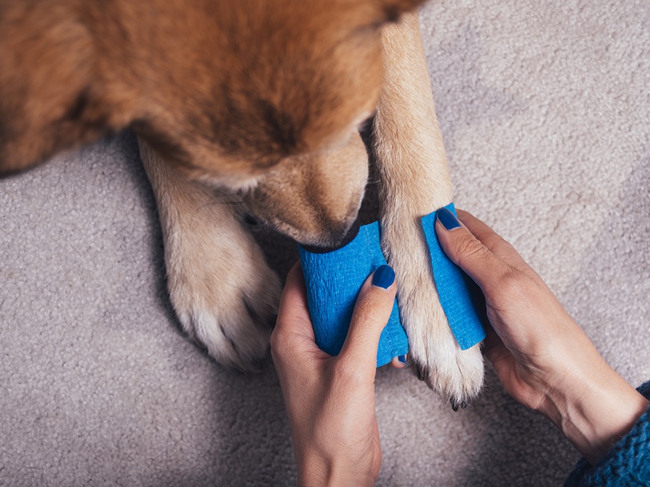 Addressing Minor Bleeding Pet Nails 