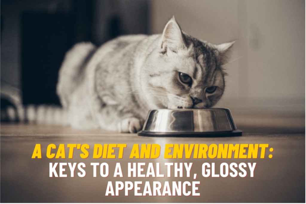 Cat's Diet and Environment