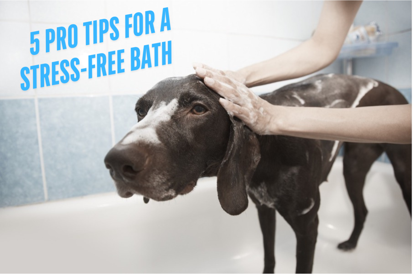 Shampoo Dog