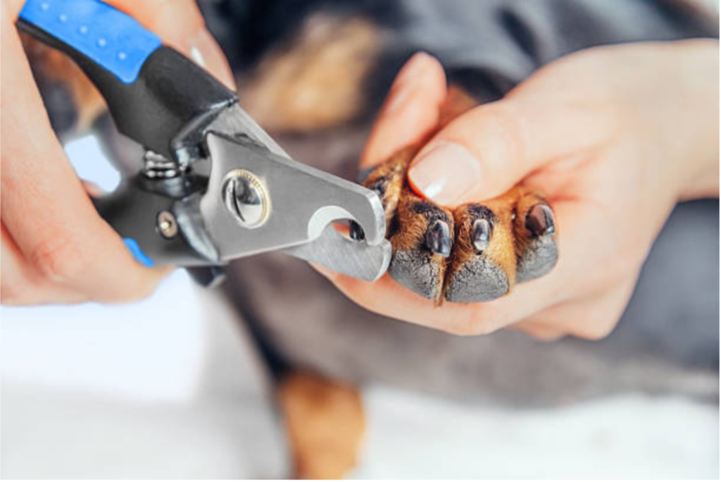 Dog Nail Trimming