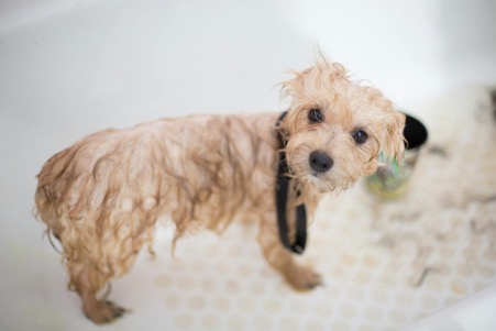 Dog Bathing Technique