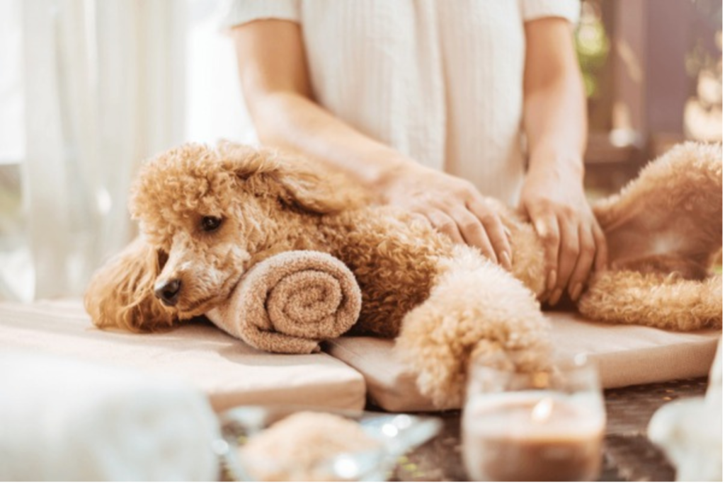 Create a Luxurious Home Spa for Your Dog