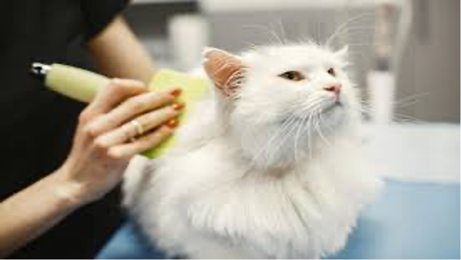 Your Cat’s Unique Needs