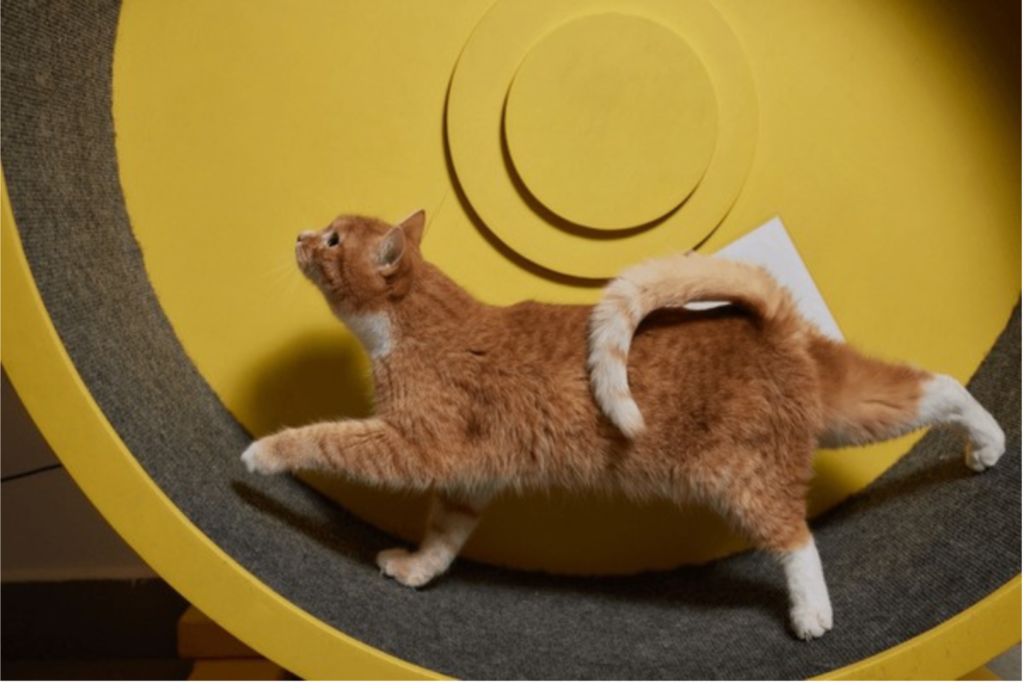 Exercise Effect on Cat Coat