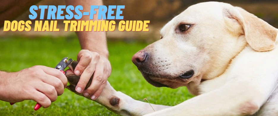 Dog Nail Trimming