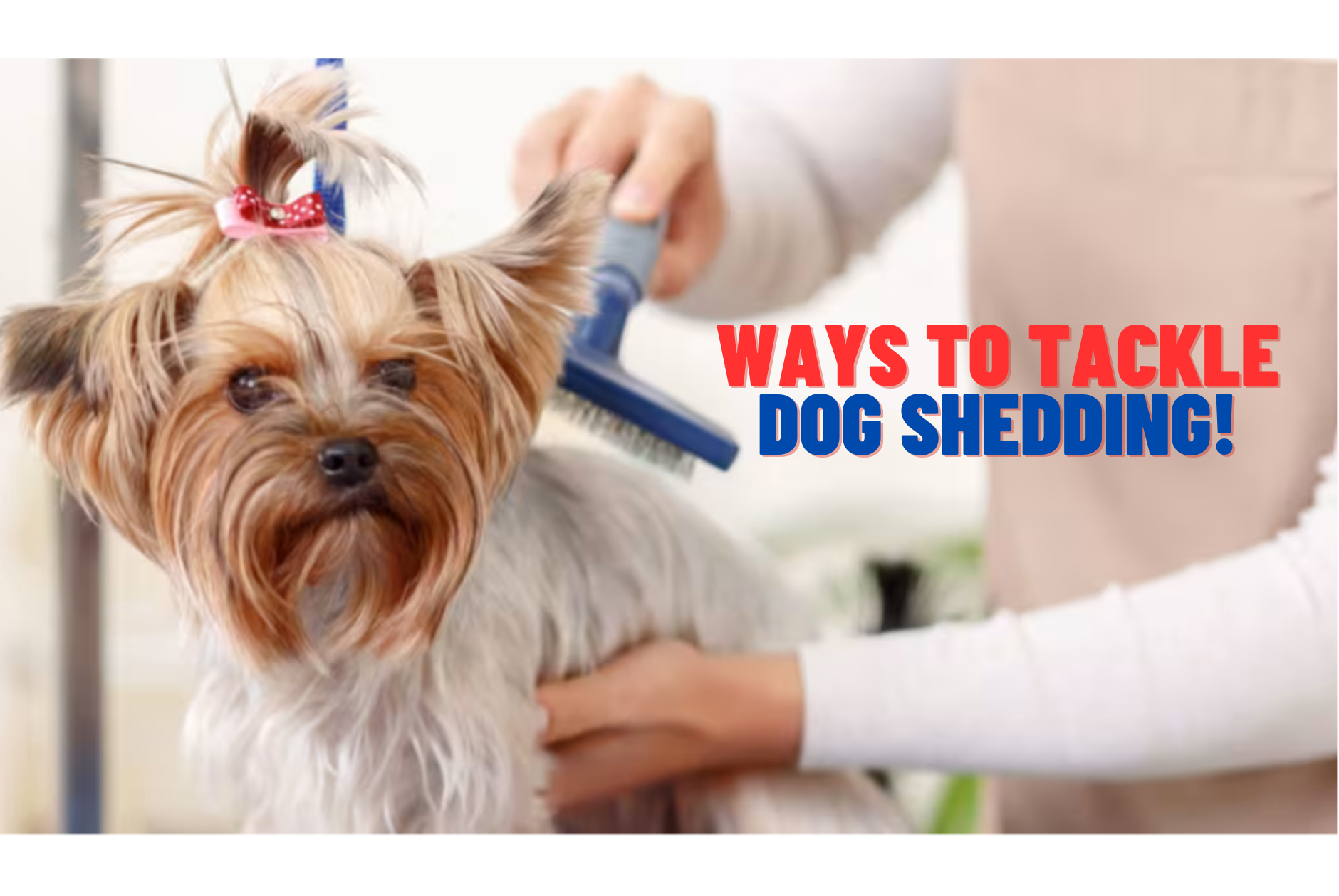 Ways to Tackle Dog Shedding