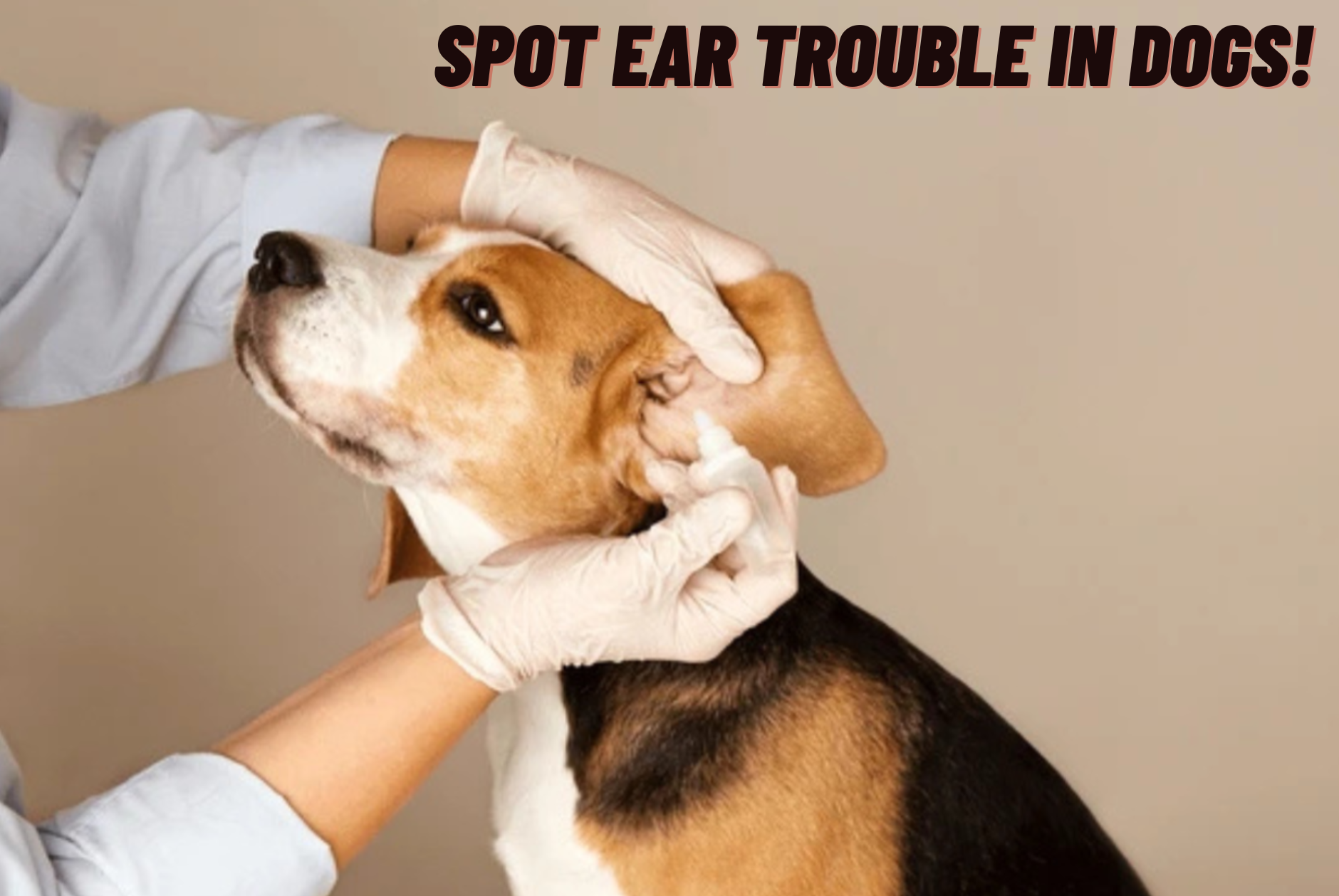 Spot Ear Trouble in Dogs