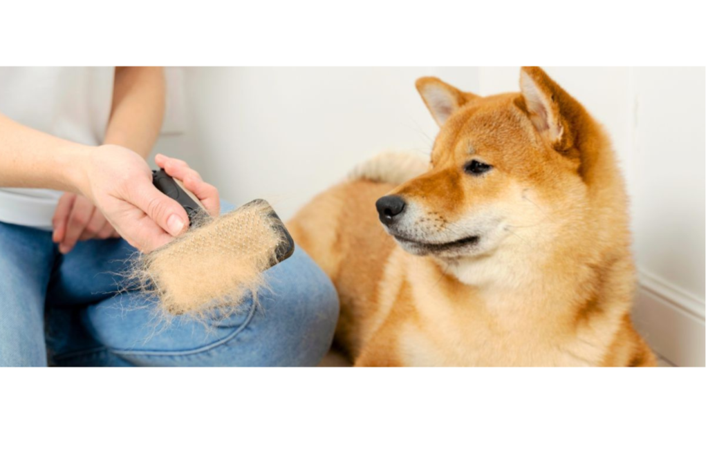 Dog Shedding Reasons