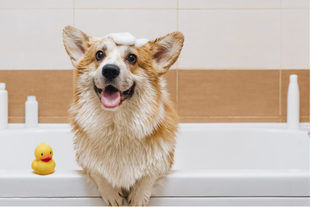 Step-by-Step Process of De-shedding