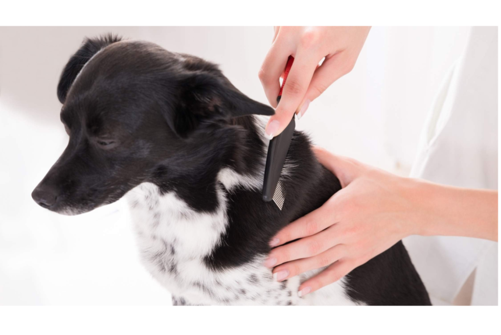Dog deshedding
